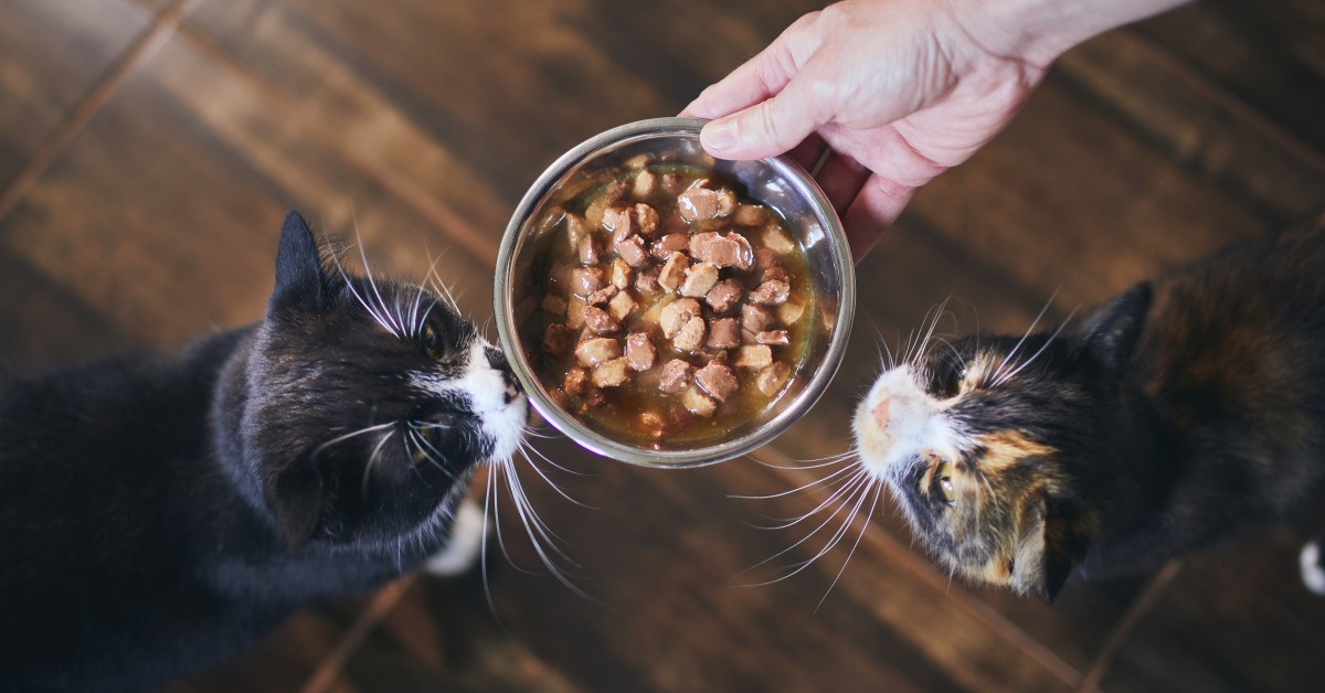 Homemade Cat Food Your Feline Friend Will Love